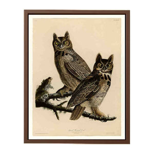 Great Horned Owl (Plate 61)
