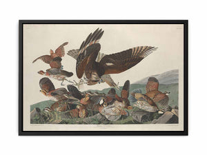 Virginian Partridge (Plate 76)