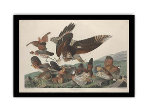 Virginian Partridge (Plate 76)