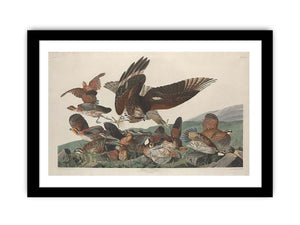 Virginian Partridge (Plate 76)