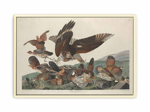 Virginian Partridge (Plate 76)