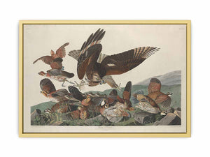 Virginian Partridge (Plate 76)