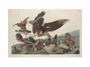 Virginian Partridge (Plate 76)