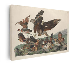 Virginian Partridge (Plate 76)