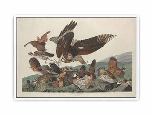 Virginian Partridge (Plate 76)
