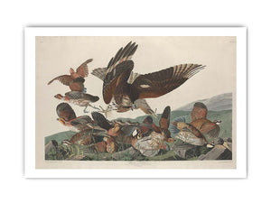 Virginian Partridge (Plate 76)