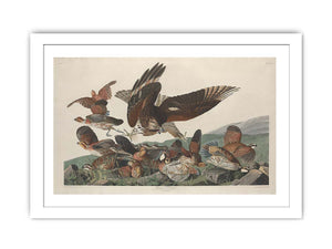 Virginian Partridge (Plate 76)