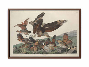 Virginian Partridge (Plate 76)