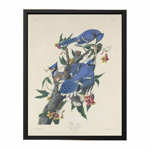 Blue Jay (Plate C11)