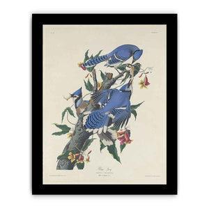 Blue Jay (Plate C11)