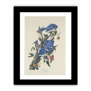 Blue Jay (Plate C11)