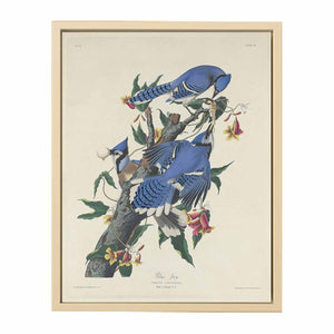 Blue Jay (Plate C11)