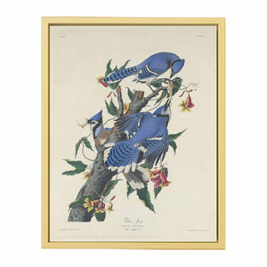 Blue Jay (Plate C11)