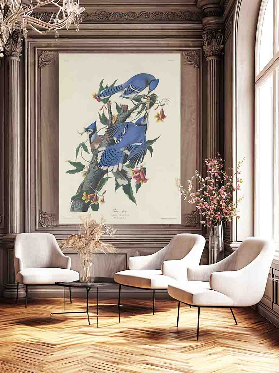 Blue Jay (Plate C11)
