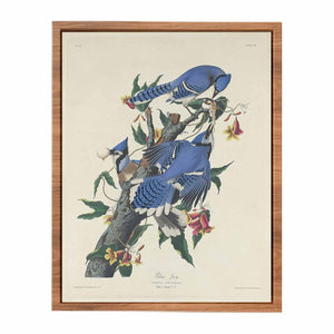 Blue Jay (Plate C11)