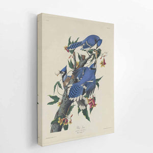 Blue Jay (Plate C11)
