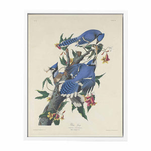 Blue Jay (Plate C11)