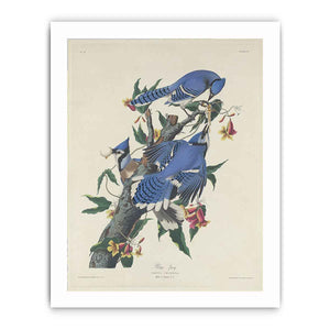 Blue Jay (Plate C11)
