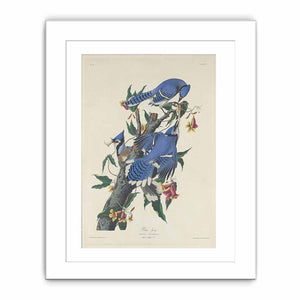 Blue Jay (Plate C11)