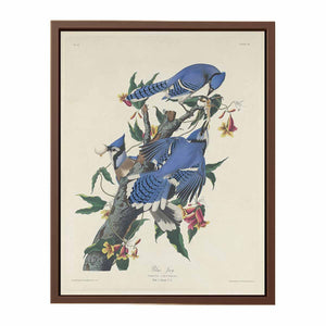 Blue Jay (Plate C11)