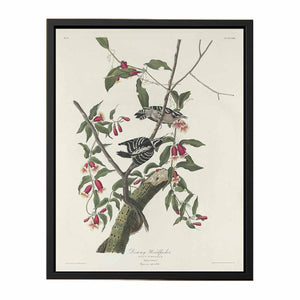 Downy Woodpecker (Plate CXII)
