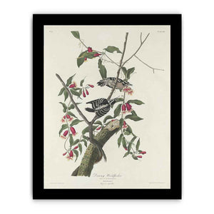 Downy Woodpecker (Plate CXII)