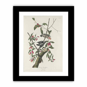 Downy Woodpecker (Plate CXII)