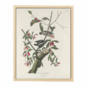 Downy Woodpecker (Plate CXII)