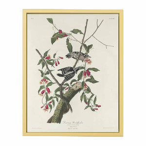 Downy Woodpecker (Plate CXII)