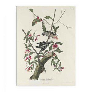Downy Woodpecker (Plate CXII)