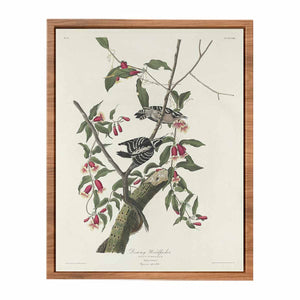 Downy Woodpecker (Plate CXII)