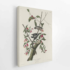Downy Woodpecker (Plate CXII)