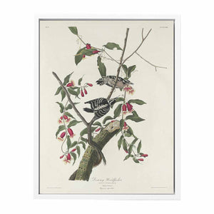 Downy Woodpecker (Plate CXII)