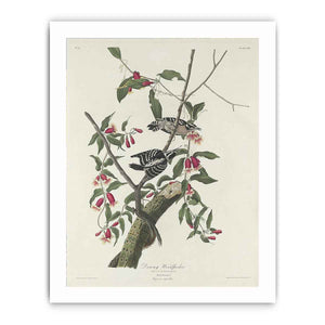Downy Woodpecker (Plate CXII)