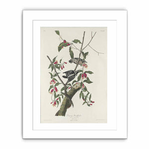 Downy Woodpecker (Plate CXII)