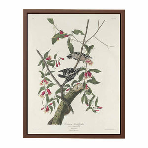 Downy Woodpecker (Plate CXII)
