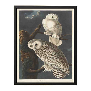 Snowy Owl