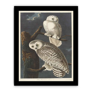 Snowy Owl