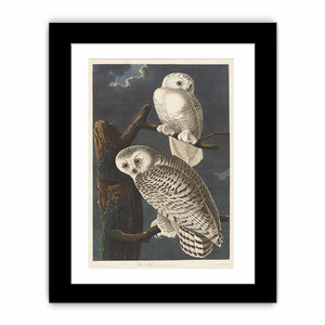 Snowy Owl