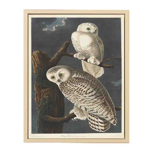 Snowy Owl