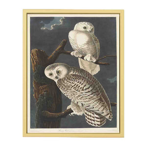 Snowy Owl