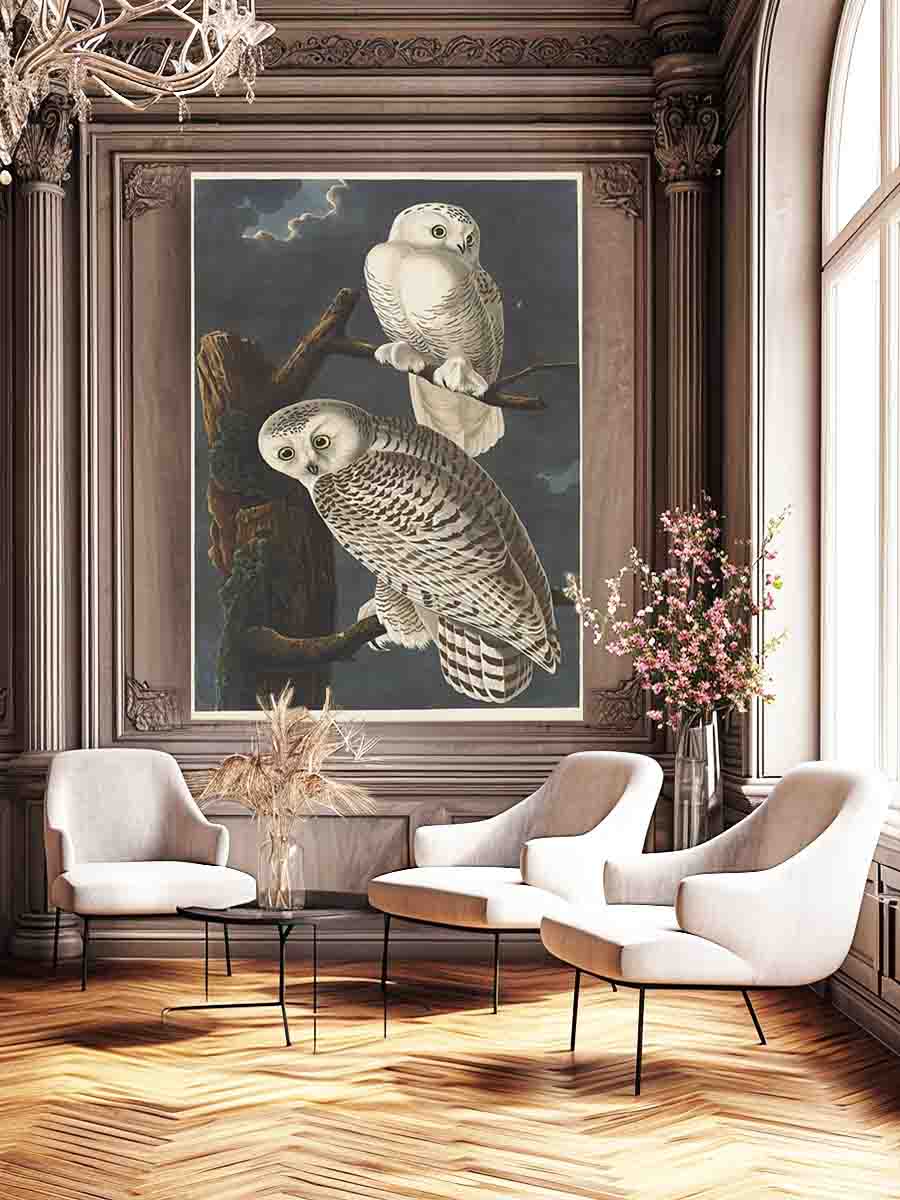 Snowy Owl