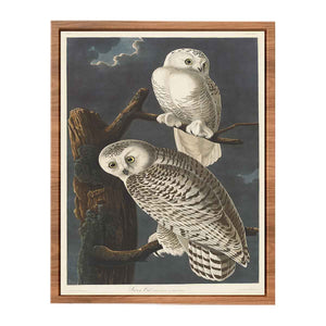 Snowy Owl