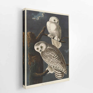 Snowy Owl