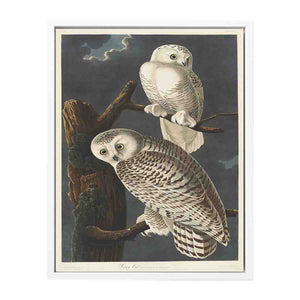 Snowy Owl