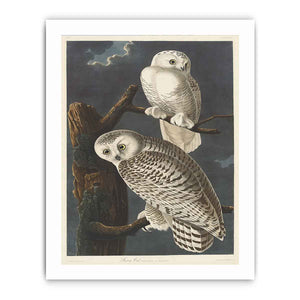 Snowy Owl