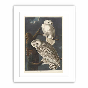 Snowy Owl