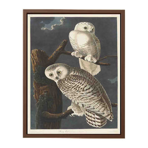 Snowy Owl