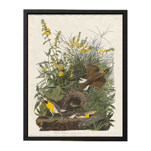 Meadow Lark (Plate Cxxxvi)