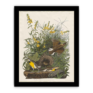 Meadow Lark (Plate Cxxxvi)
